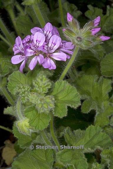 pelargonium drummondii 3 graphic